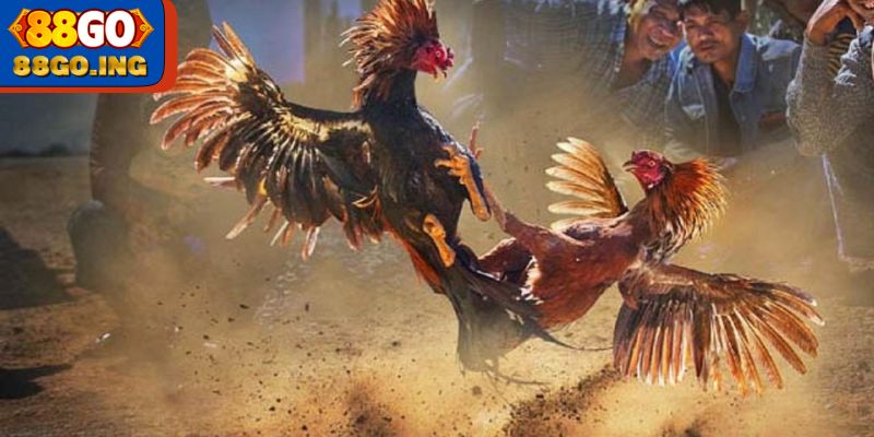 Chọi Gà Thomo Khám Phá Đấu Trường Nảy Lửa Giữa Biên Giới 1 Giới thiệu đôi nét về Chọi gà thomo siêu HOT năm 2025